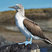 Blue-footed Booby